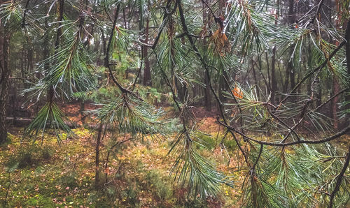 Close-up of pine trees in forest