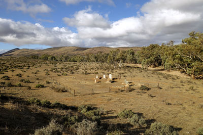Scenic view of field against sky