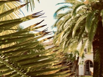 Low angle view of palm trees