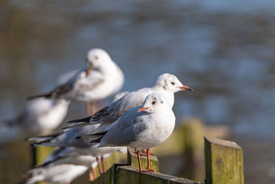 Seagull perching on railing