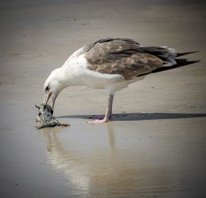 Side view of seagull on beach