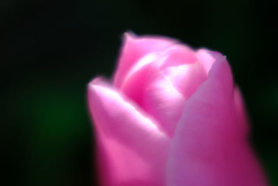 Close-up of pink tulip against black background