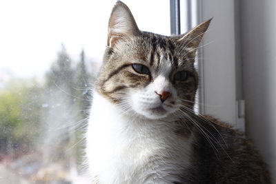 Close-up of cat looking away