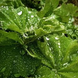 Close-up of water drops on leaves