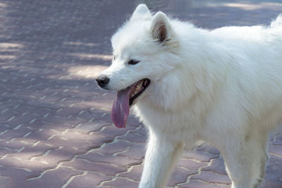 Close-up of a dog looking away