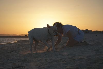 Horses at beach during sunset