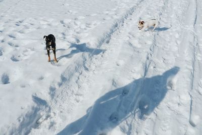 High angle view of dogs on snow covered field