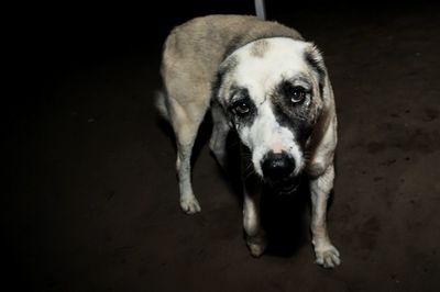 Close-up portrait of dog