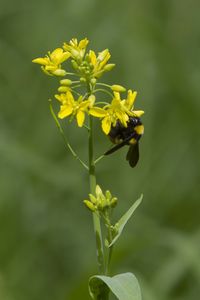 Close-up of insect on yellow flower