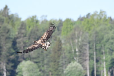 Close-up of eagle flying against sky