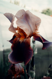 Close-up of wilted flower against blurred background