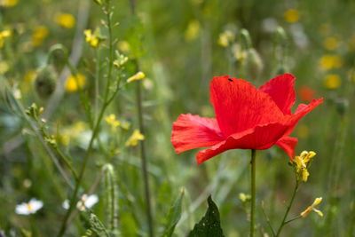 Close-up of red flower on field