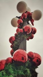 Close-up of red flowers