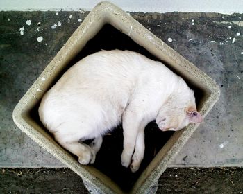 Cat sleeping on couch