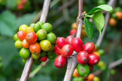 Close-up of cherries growing on tree