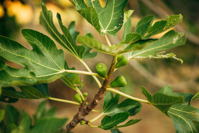 Close-up of fresh green leaves