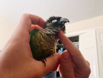 Midsection of person holding bird