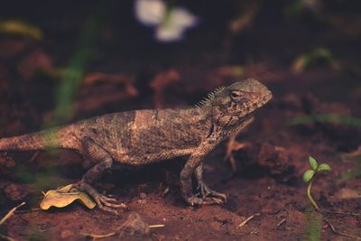 Close-up of lizard