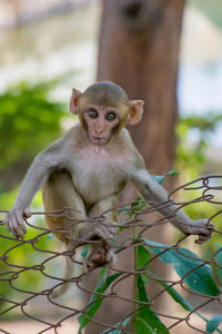 Portrait of monkey sitting on fence