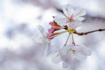 Close-up of cherry blossom