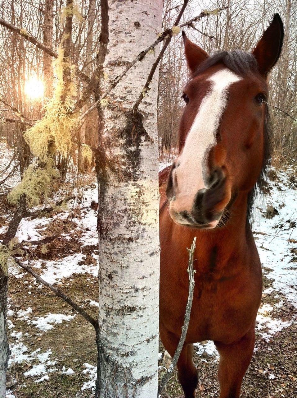 animal themes, domestic animals, mammal, horse, livestock, standing, one animal, working animal, herbivorous, sunlight, animal head, close-up, brown, day, outdoors, field, nature, focus on foreground, tree, front view