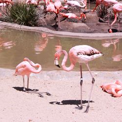 Birds in water