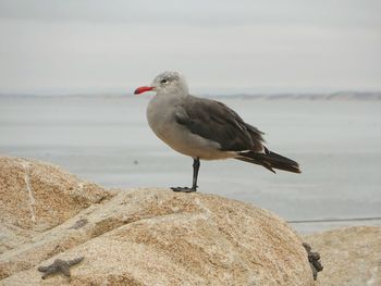 Bird perching on railing