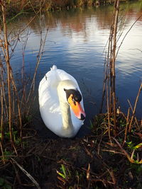 Swan floating on lake