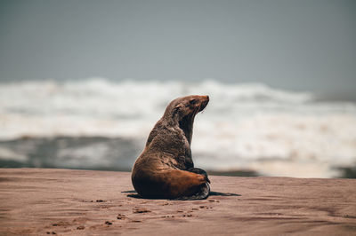 Seal enjoying the view of the ocean