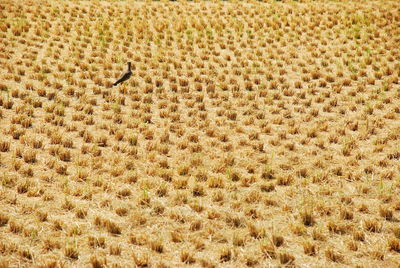 Full frame shot of lizard on land