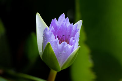 Close-up of purple water lily
