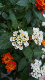 Close-up of fresh white flowers blooming on plant