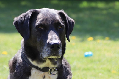 Close-up portrait of a dog