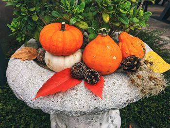 High angle view of pumpkins on field