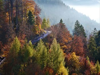 Panoramic view of trees in forest during autumn