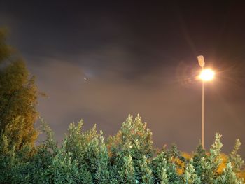 Close-up of illuminated flower tree against sky