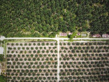 Aerial view of farms