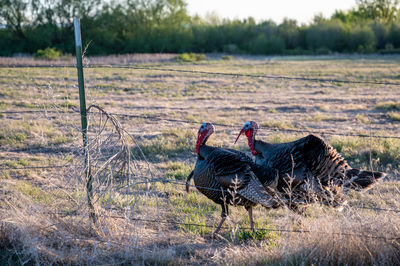 Side view of two birds on field