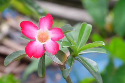 Close-up of pink flowering plant