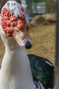 Close-up of bird