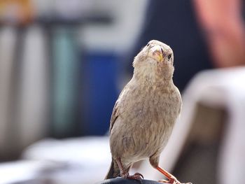 Close-up of bird perching outdoors