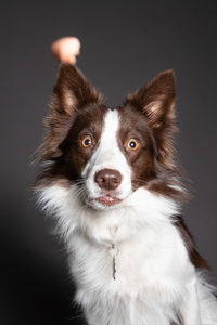 Close-up portrait of border collie against gray background