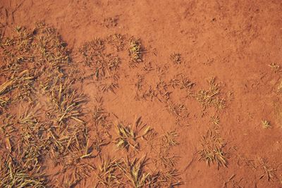 High angle view of plants on field