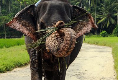 Close-up of elephant on field