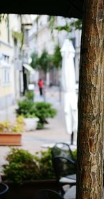 Close-up of potted plant against tree trunk