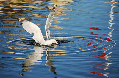 Close-up of swan swimming in lake