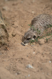 animal