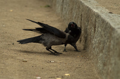 Side view of a bird on wall