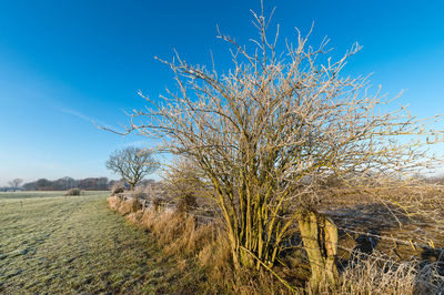 Bare tree on field against clear sky