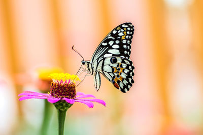 Close-up of butterfly pollinating on flower